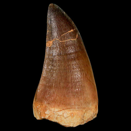 XL 2.2" Mosasaur Prognathodon Fossil Tooth Cretaceous Dinosaur Era COA & Stand