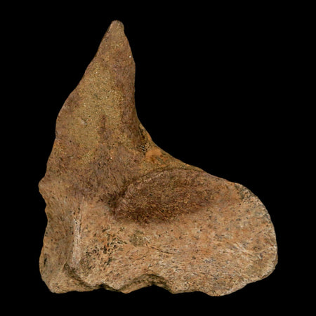 2.7" Lambeosaurus Fossil Vertebrae Processes Judith River FM Dinosaur MT COA