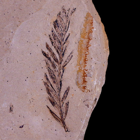 1.8" Detailed Fossil Plant Leafs Metasequoia Dawn Redwood Oligocene Age MT COA