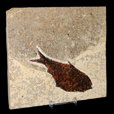 4.4" Diplomystus Dentatus Fossil Fish Green River FM WY Eocene Age COA, Stand - Fossil Age Minerals