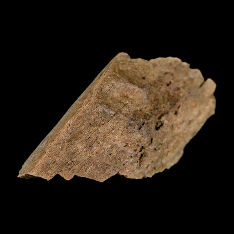 1.2" Tyrannosaurus Rex Fossil Bone Dinosaur Lance Creek Formation Wyoming COA - Fossil Age Minerals