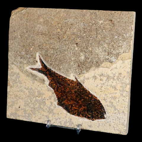 4.4" Diplomystus Dentatus Fossil Fish Green River FM WY Eocene Age COA, Stand - Fossil Age Minerals