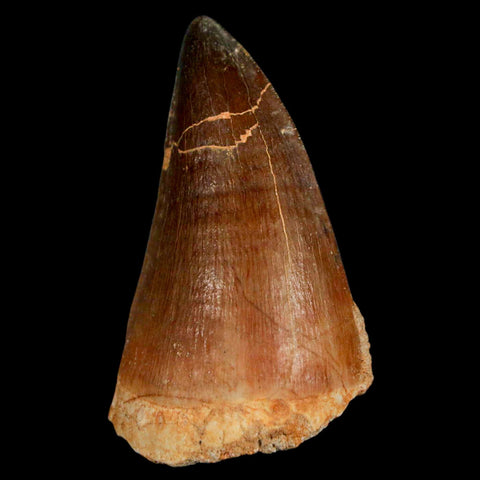 XL 2.2" Mosasaur Prognathodon Fossil Tooth Cretaceous Dinosaur Era COA & Stand - Fossil Age Minerals