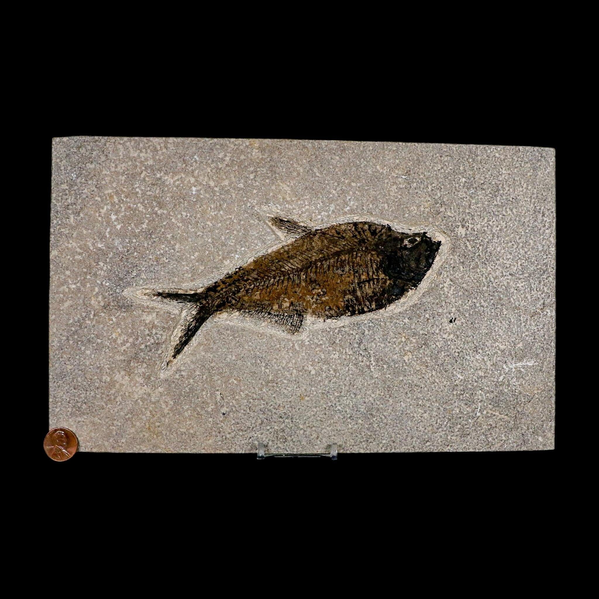 XL 6.6" Diplomystus Dentatus Fossil Fish Green River FM WY Eocene Age COA, Stand - Fossil Age Minerals