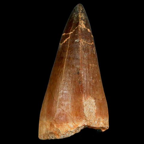 XL 2.2" Mosasaur Prognathodon Fossil Tooth Cretaceous Dinosaur Era COA & Stand - Fossil Age Minerals