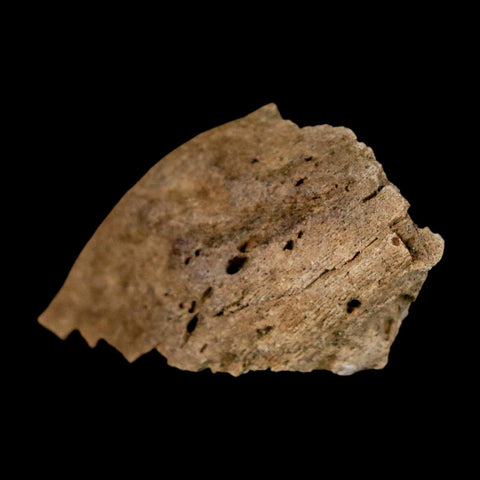 1.2" Tyrannosaurus Rex Fossil Bone Dinosaur Lance Creek Formation Wyoming COA - Fossil Age Minerals