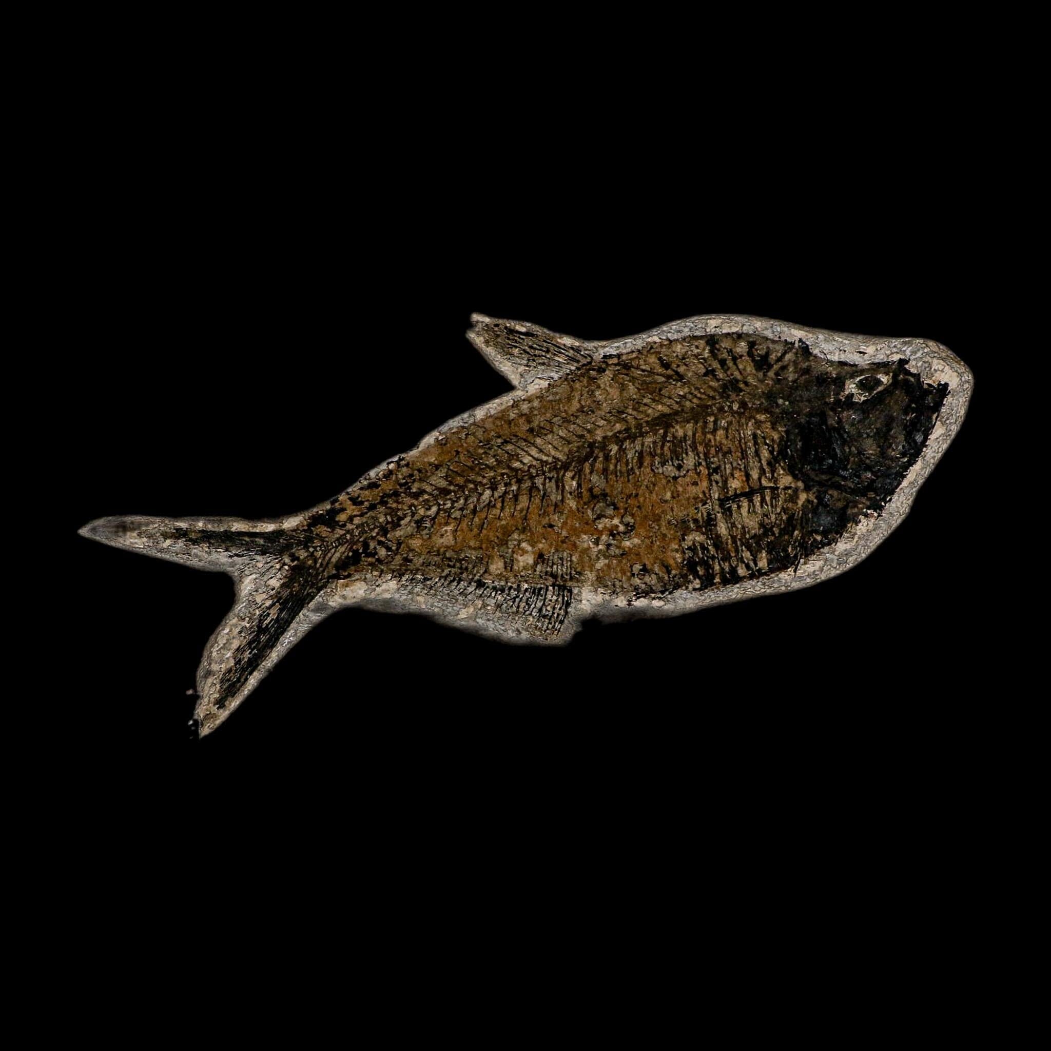 XL 6.6" Diplomystus Dentatus Fossil Fish Green River FM WY Eocene Age COA, Stand - Fossil Age Minerals