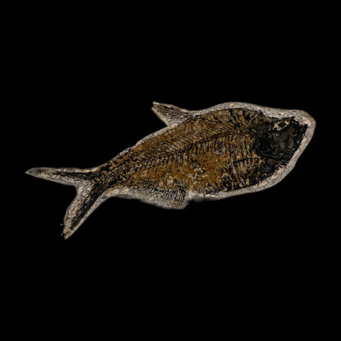 XL 6.6" Diplomystus Dentatus Fossil Fish Green River FM WY Eocene Age COA, Stand