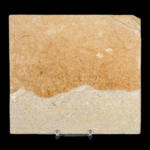 4.4" Diplomystus Dentatus Fossil Fish Green River FM WY Eocene Age COA, Stand - Fossil Age Minerals