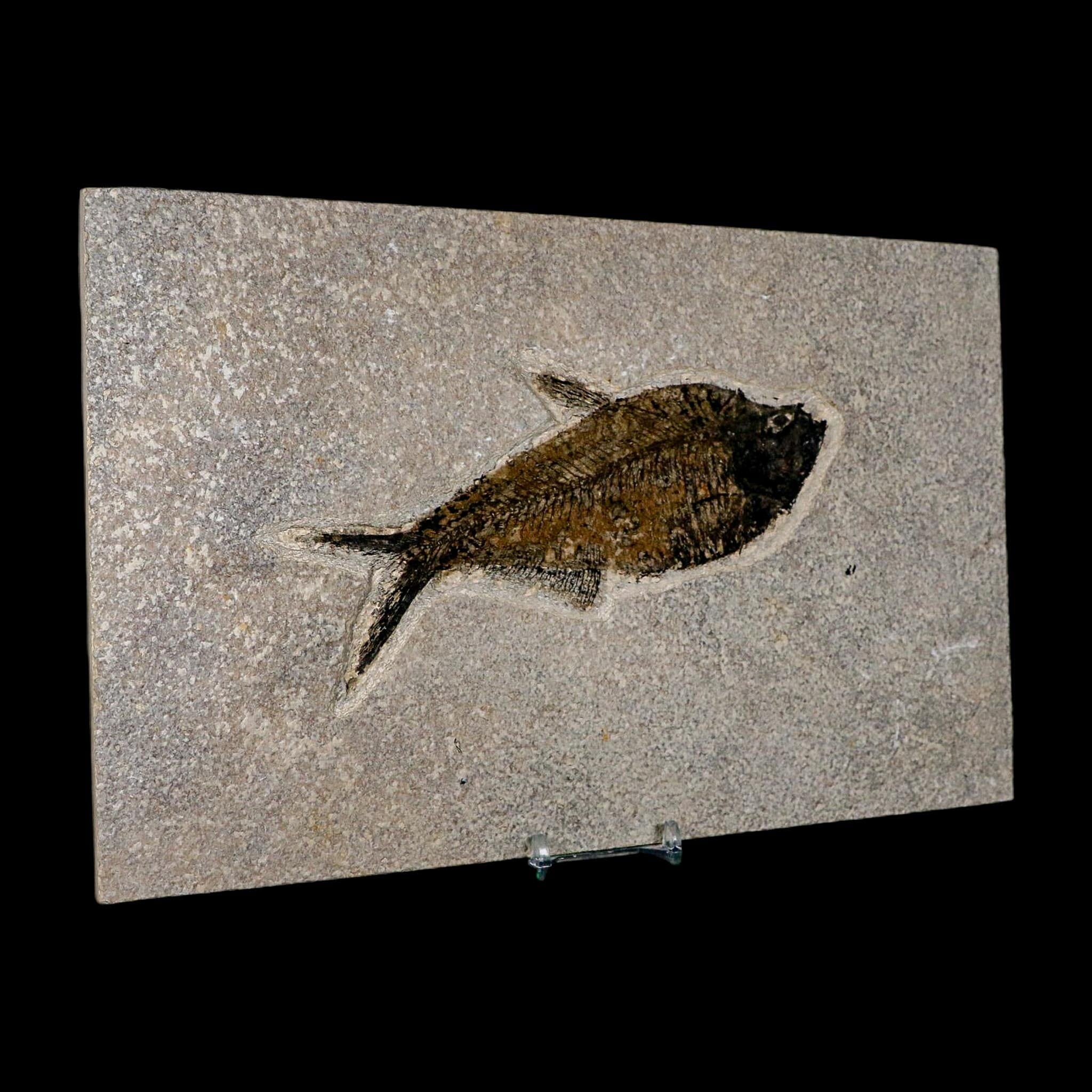 XL 6.6" Diplomystus Dentatus Fossil Fish Green River FM WY Eocene Age COA, Stand - Fossil Age Minerals