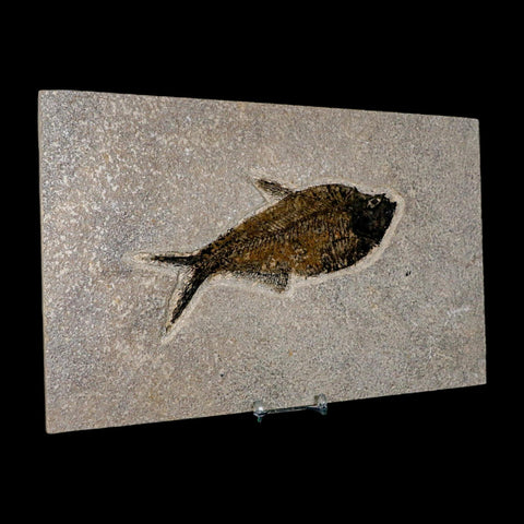 XL 6.6" Diplomystus Dentatus Fossil Fish Green River FM WY Eocene Age COA, Stand