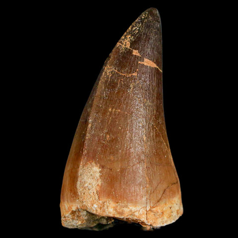 XL 2.2" Mosasaur Prognathodon Fossil Tooth Cretaceous Dinosaur Era COA & Stand - Fossil Age Minerals