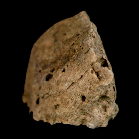 1.2" Tyrannosaurus Rex Fossil Bone Dinosaur Lance Creek Formation Wyoming COA - Fossil Age Minerals