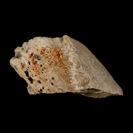 1.2" Tyrannosaurus Rex Fossil Bone Dinosaur Lance Creek Formation Wyoming COA