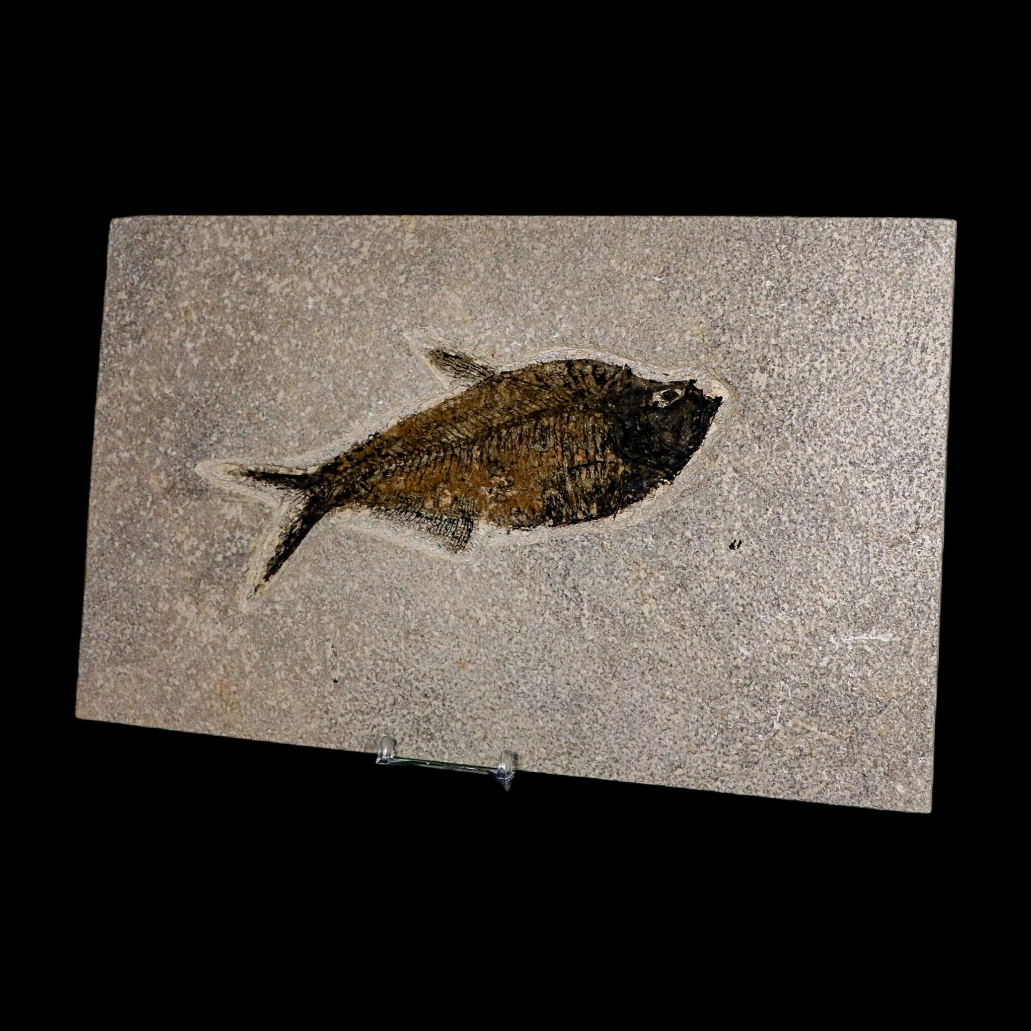 XL 6.6" Diplomystus Dentatus Fossil Fish Green River FM WY Eocene Age COA, Stand - Fossil Age Minerals