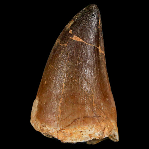 XL 2.2" Mosasaur Prognathodon Fossil Tooth Cretaceous Dinosaur Era COA & Stand - Fossil Age Minerals