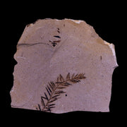 1.4" Detailed Fossil Plant Leafs Metasequoia Dawn Redwood Oligocene Age MT COA