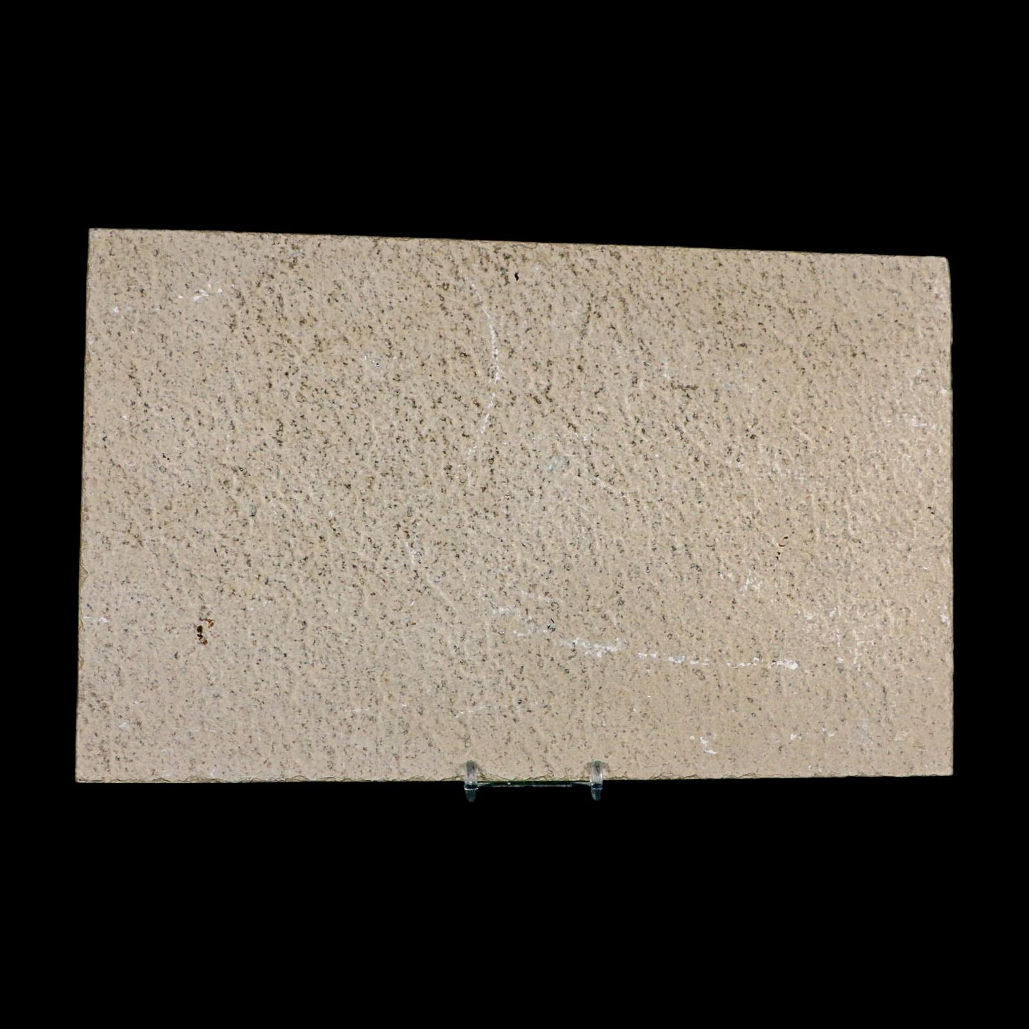 XL 6.6" Diplomystus Dentatus Fossil Fish Green River FM WY Eocene Age COA, Stand - Fossil Age Minerals