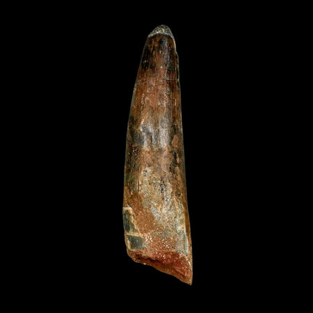 XXL 4.3" Spinosaurus Fossil Tooth 100 Million Years Old Cretaceous Dinosaur COA