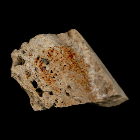 1.2" Tyrannosaurus Rex Fossil Bone Dinosaur Lance Creek Formation Wyoming COA - Fossil Age Minerals