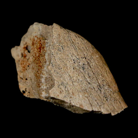 1.2" Tyrannosaurus Rex Fossil Bone Dinosaur Lance Creek Formation Wyoming COA - Fossil Age Minerals