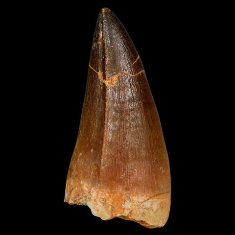XL 2.2" Mosasaur Prognathodon Fossil Tooth Cretaceous Dinosaur Era COA & Stand - Fossil Age Minerals
