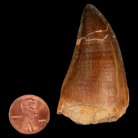 XL 2.2" Mosasaur Prognathodon Fossil Tooth Cretaceous Dinosaur Era COA & Stand - Fossil Age Minerals