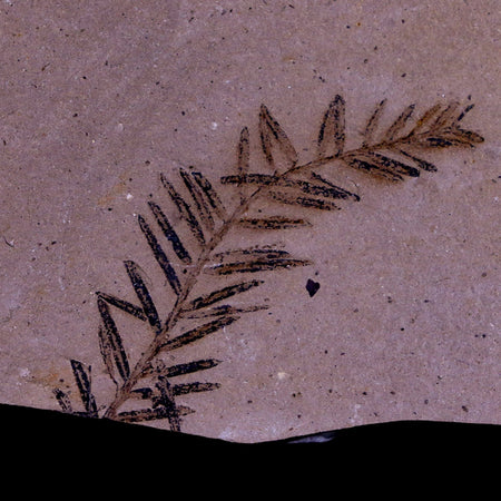 1.4" Detailed Fossil Plant Leafs Metasequoia Dawn Redwood Oligocene Age MT COA