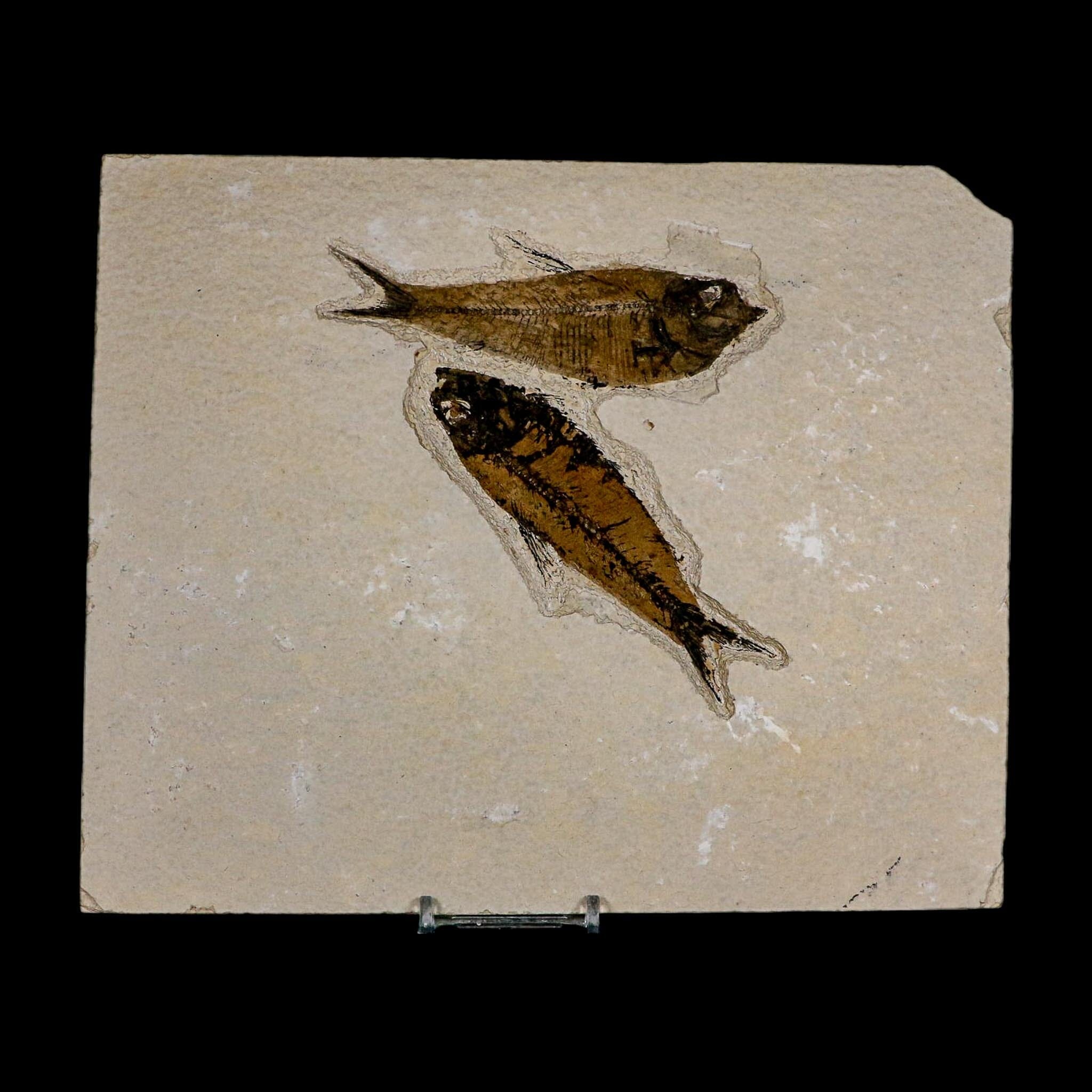 Diplomystus Dentatus And Knightia Fossil Fish Green River FM Wyoming COA, Stand - Fossil Age Minerals