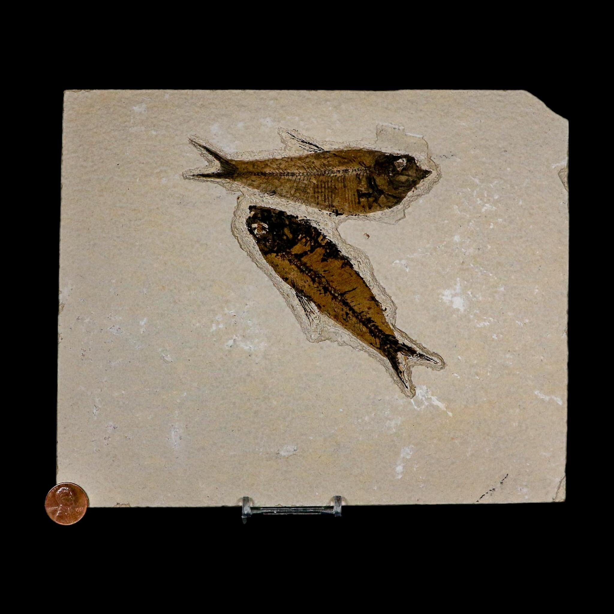 Diplomystus Dentatus And Knightia Fossil Fish Green River FM Wyoming COA, Stand - Fossil Age Minerals