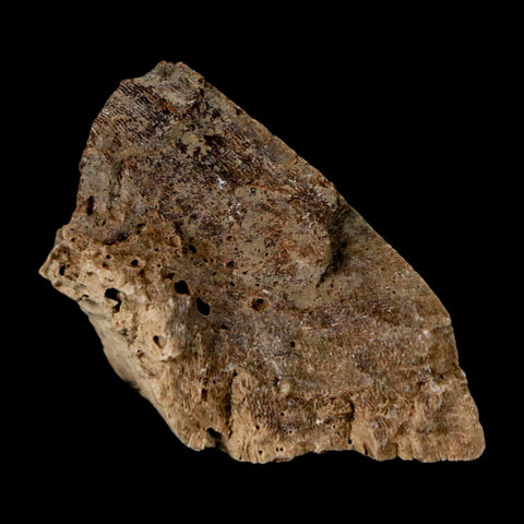 1.4" Tyrannosaurus Rex Fossil Bone Dinosaur Lance Creek Formation Wyoming COA - Fossil Age Minerals