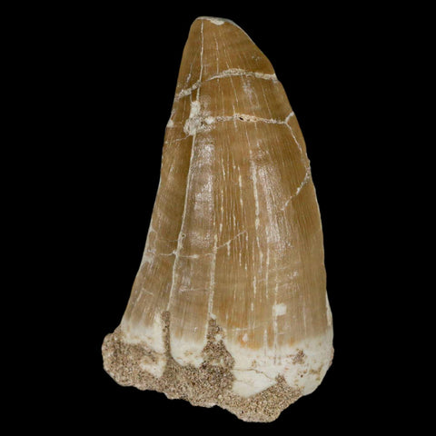XXL 2.7" Tylosaurus Mosasaur Fossil Tooth Cretaceous Dinosaur Era COA, Stand - Fossil Age Minerals