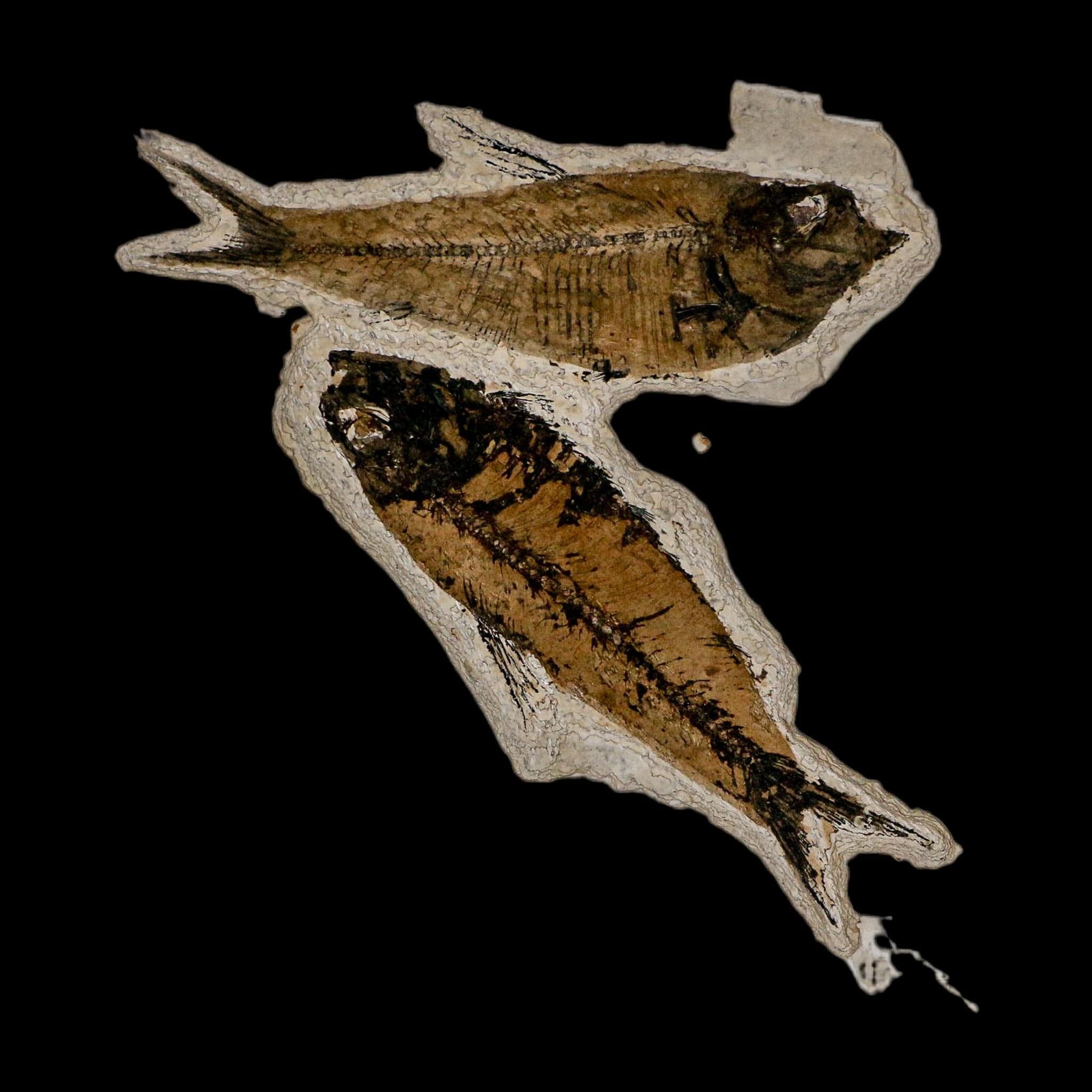 Diplomystus Dentatus And Knightia Fossil Fish Green River FM Wyoming COA, Stand - Fossil Age Minerals