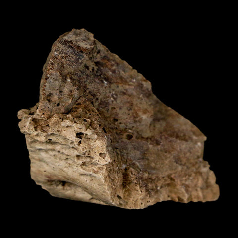 1.4" Tyrannosaurus Rex Fossil Bone Dinosaur Lance Creek Formation Wyoming COA - Fossil Age Minerals