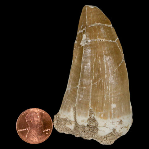 XXL 2.7" Tylosaurus Mosasaur Fossil Tooth Cretaceous Dinosaur Era COA, Stand - Fossil Age Minerals