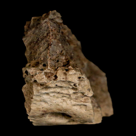 1.4" Tyrannosaurus Rex Fossil Bone Dinosaur Lance Creek Formation Wyoming COA - Fossil Age Minerals