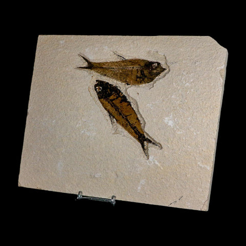 Diplomystus Dentatus And Knightia Fossil Fish Green River FM Wyoming COA, Stand