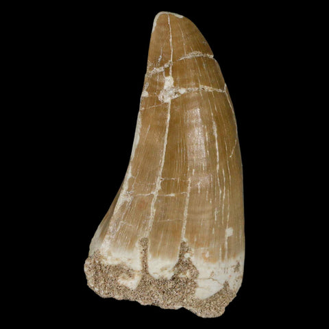 XXL 2.7" Tylosaurus Mosasaur Fossil Tooth Cretaceous Dinosaur Era COA, Stand - Fossil Age Minerals