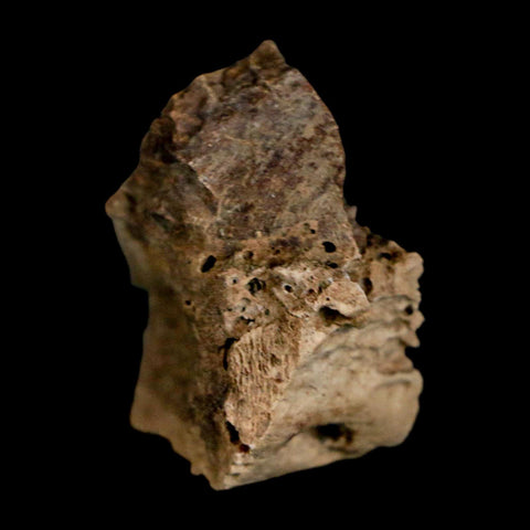 1.4" Tyrannosaurus Rex Fossil Bone Dinosaur Lance Creek Formation Wyoming COA - Fossil Age Minerals