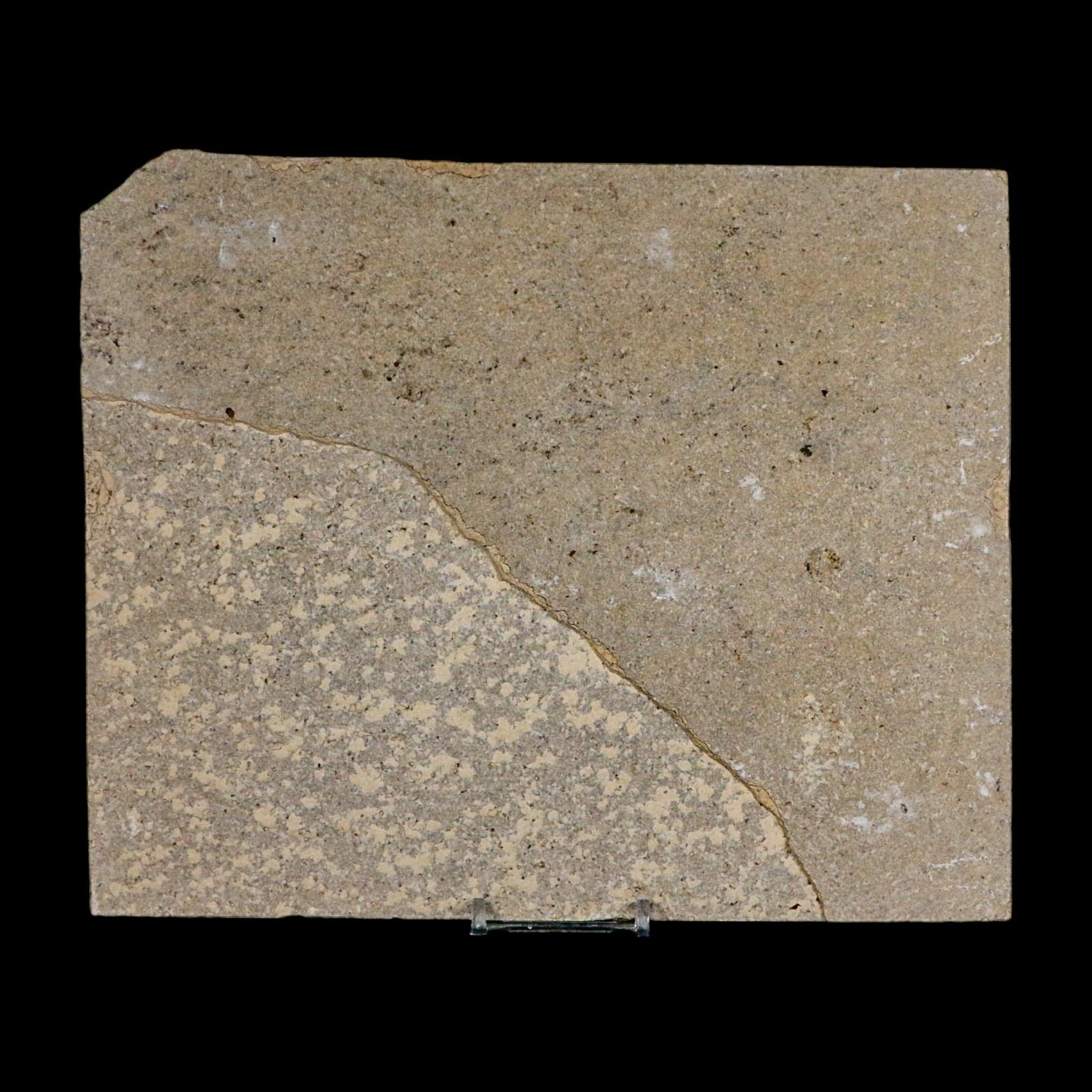 Diplomystus Dentatus And Knightia Fossil Fish Green River FM Wyoming COA, Stand - Fossil Age Minerals