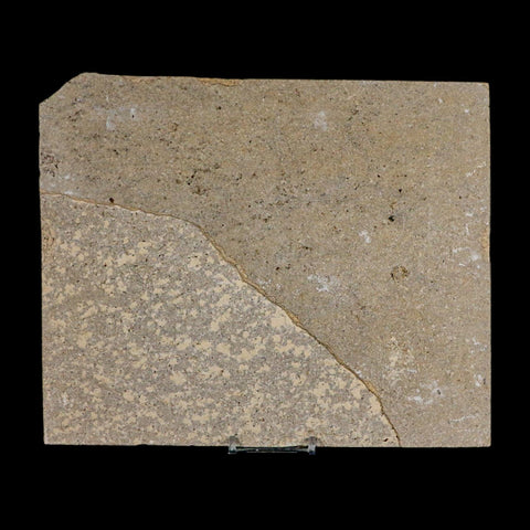 Diplomystus Dentatus And Knightia Fossil Fish Green River FM Wyoming COA, Stand