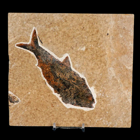 XXL 5.3" Knightia Eocaena Fossil Fish Green River FM WY Eocene Age COA & Stand
