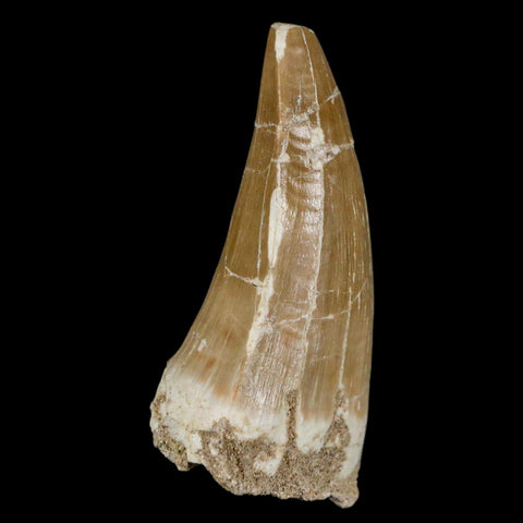 XXL 2.7" Tylosaurus Mosasaur Fossil Tooth Cretaceous Dinosaur Era COA, Stand - Fossil Age Minerals