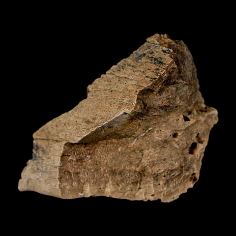 1.4" Tyrannosaurus Rex Fossil Bone Dinosaur Lance Creek Formation Wyoming COA - Fossil Age Minerals