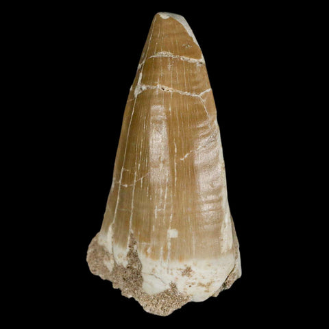 XXL 2.7" Tylosaurus Mosasaur Fossil Tooth Cretaceous Dinosaur Era COA, Stand - Fossil Age Minerals