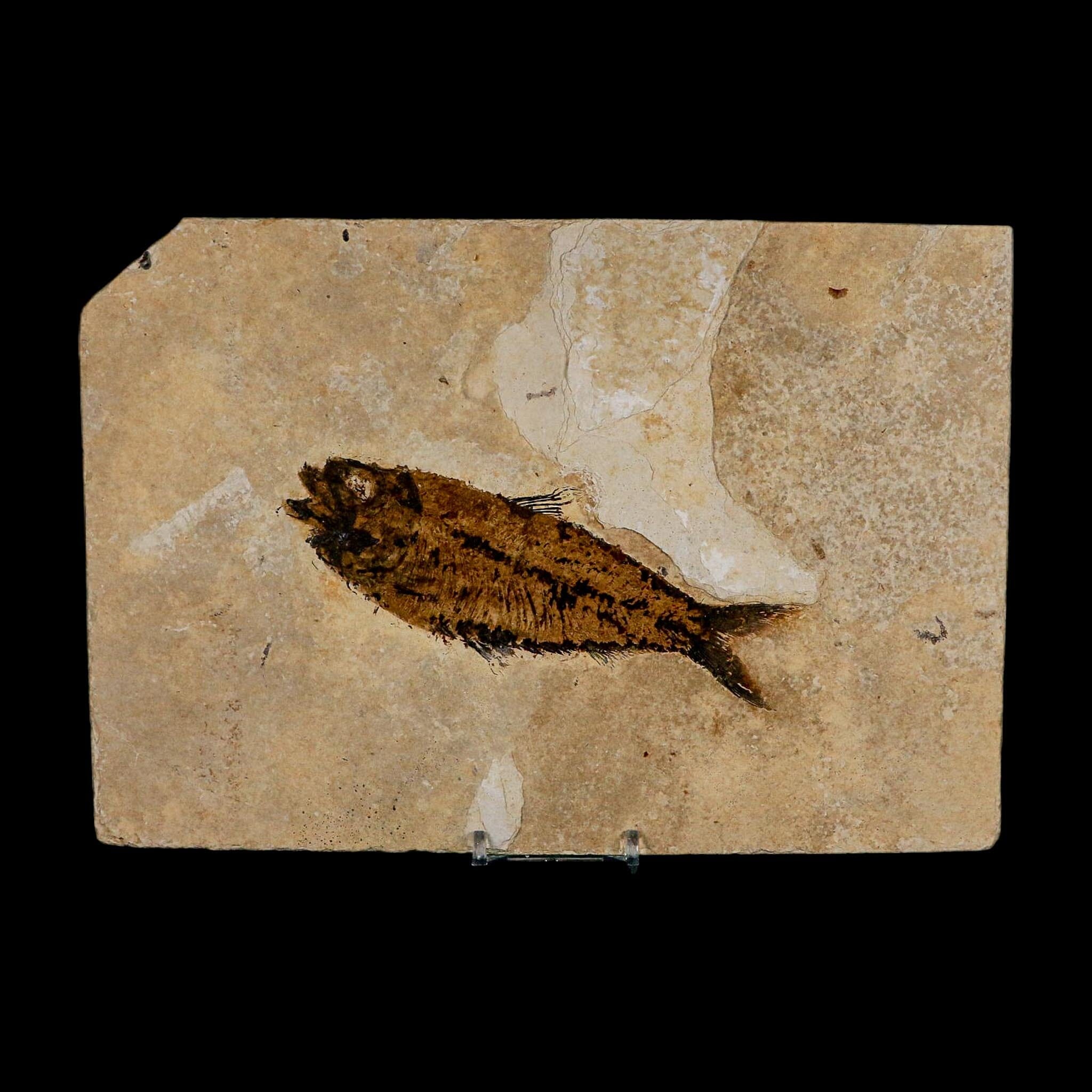 XXL 5.3" Knightia Eocaena Fossil Fish Green River FM WY Eocene Age COA And Stand - Fossil Age Minerals