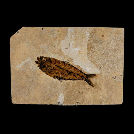 XXL 5.3" Knightia Eocaena Fossil Fish Green River FM WY Eocene Age COA And Stand