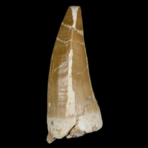 XXL 2.7" Tylosaurus Mosasaur Fossil Tooth Cretaceous Dinosaur Era COA, Stand - Fossil Age Minerals