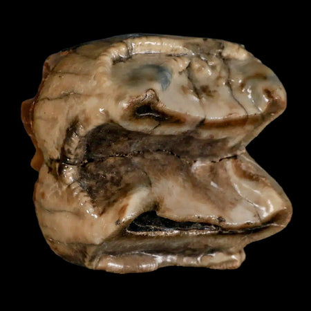 2.5" Rare Deinotherium Giganteum Fossil Tooth Miocene Deinothere Gracanica Bosnia COA