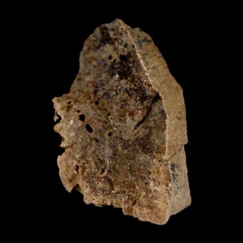 1.4" Tyrannosaurus Rex Fossil Bone Dinosaur Lance Creek Formation Wyoming COA - Fossil Age Minerals